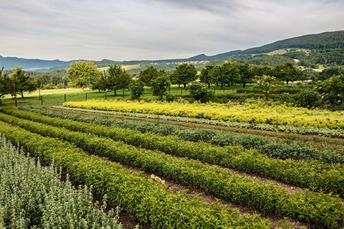 Toscana: fioriture anticipate, attenzione a gelate tardive