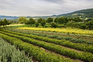 Toscana: fioriture anticipate, attenzione a gelate tardive