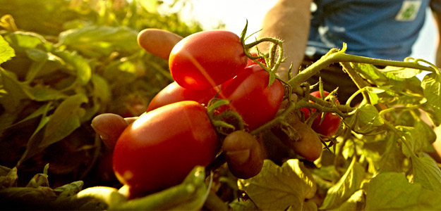 Biologico, Alleanza Cooperative Agroalimentari: "Bene ok definitivo al Ddl"