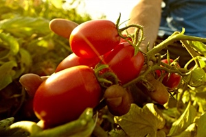 Biologico, Alleanza Cooperative Agroalimentari: "Bene ok definitivo al Ddl"