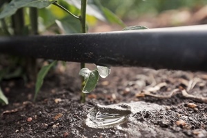 Giornata mondiale dell’acqua: l’ortofrutta in prima linea per la difesa dell’"oro blu”