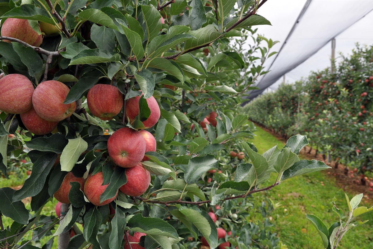 Ucraina: l'allarme delle cooperative di Fedagripesca Fvg