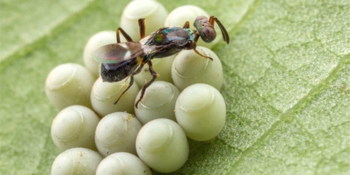 Cimice asiatica: Ital-frutta  prova Anastatus, l’insetto antagonista