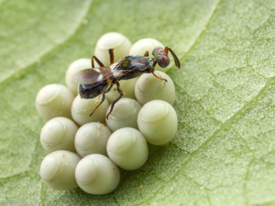 Cimice asiatica: Ital-frutta  prova Anastatus, l’insetto antagonista