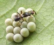 Cimice asiatica: Ital-frutta  prova Anastatus, l’insetto antagonista