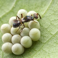 Cimice asiatica: Ital-frutta  prova Anastatus, l’insetto antagonista