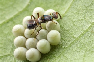 Cimice asiatica: Ital-frutta  prova Anastatus, l’insetto antagonista