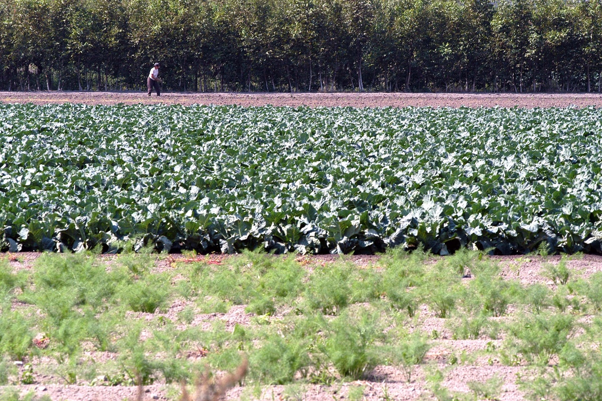 Toscana, Fedagripesca: agroalimentare a rischio per caro energia e materie prime