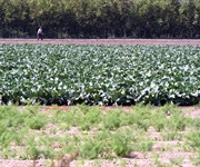 Toscana, Fedagripesca: agroalimentare a rischio per caro energia e materie prime