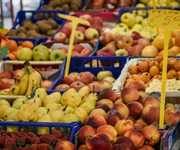 Cimice asiatica, Vernocchi: “Senza il via libera all’uso delle difese naturali a rischio la frutta estiva”