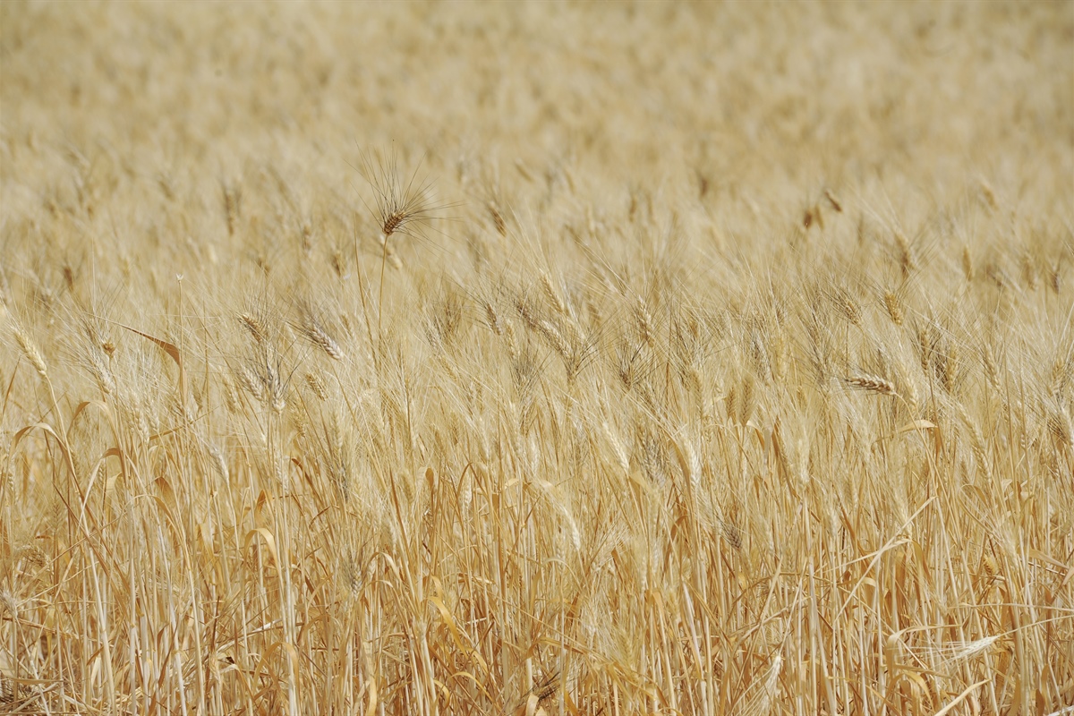 Grano, Fedagripesca Confcooperative Toscana: “Decreto è primo passo”