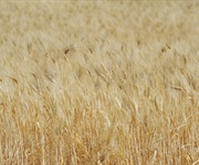 Grano, Fedagripesca Confcooperative Toscana: “Decreto è primo passo”