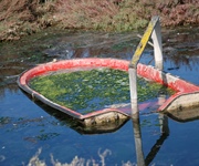 Siccità: le alghe soffocano le lagune e il Delta del Po. Vongole, cozze e pesci a rischio