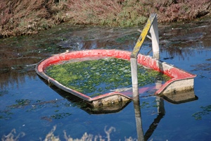 Siccità: le alghe soffocano le lagune e il Delta del Po. Vongole, cozze e pesci a rischio