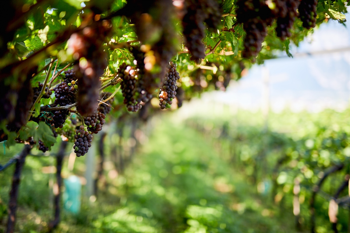 Fedagripesca Fvg, bene lo stop triennale a impianti di Pinot grigio