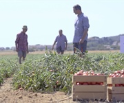 Pomodoro: Conserve Italia punta sulla Maremma