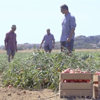 Pomodoro: Conserve Italia punta sulla Maremma