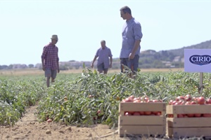 Pomodoro: Conserve Italia punta sulla Maremma