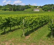 Vino, il monito sul futuro del settore dalle principali associazioni nazionali europee