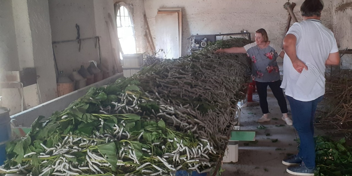 Il ritorno del baco da seta in Friuli VG con il progetto Silk