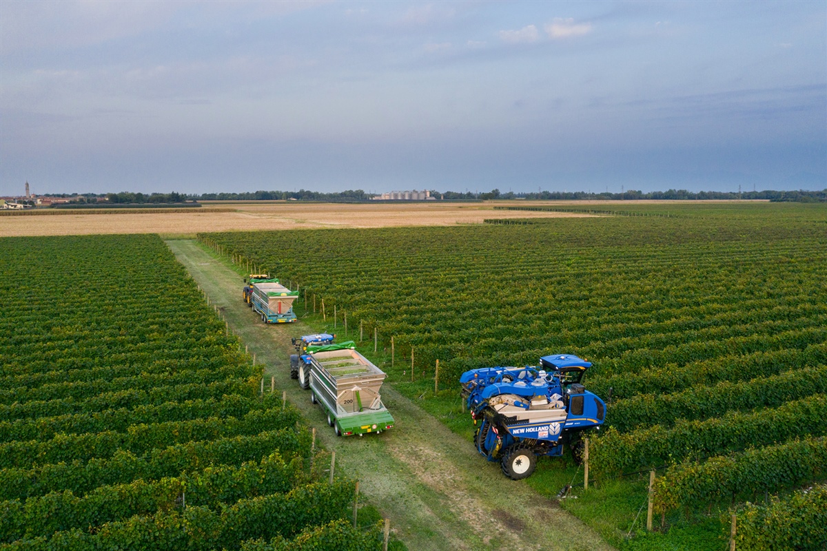 Casarzia, Cantina La Delizia chiude in positivo la vendemmia