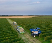 Casarzia, Cantina La Delizia chiude in positivo la vendemmia