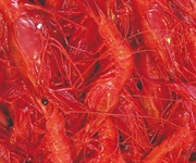 Pesca: Alleanza Cooperative, via libera pesca gambero rosso salva menu Natale made in Italy da import extra Ue