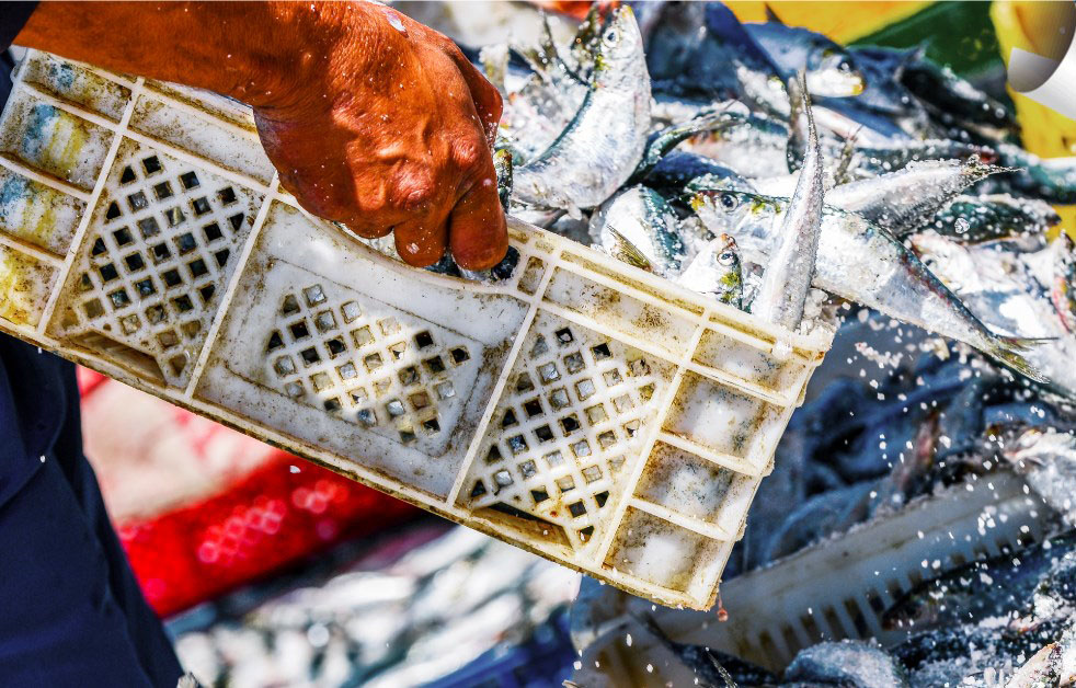 Pesca: Alleanza Cooperative, estendere il Pdl Carloni su sostegno under 40 in agricoltura anche a filiera ittica