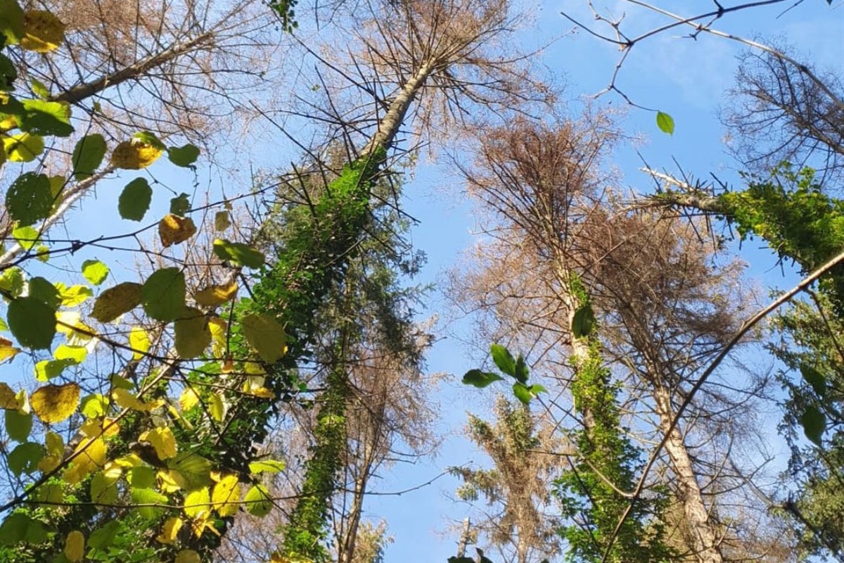 Bosco, Fedagripesca Toscana: “Serve un patto tra proprietari pubblici e privati per la gestione”