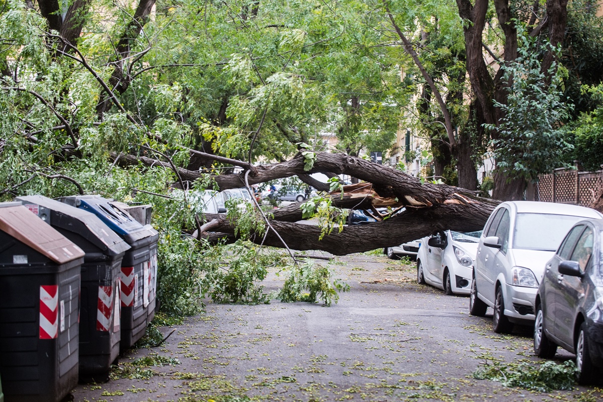 Alberi caduti, Fedagripesca Toscana: “Troppa burocrazia sulla manutenzione pagata dai privati”