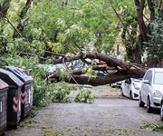 Alberi caduti, Fedagripesca Toscana: “Troppa burocrazia sulla manutenzione pagata dai privati”