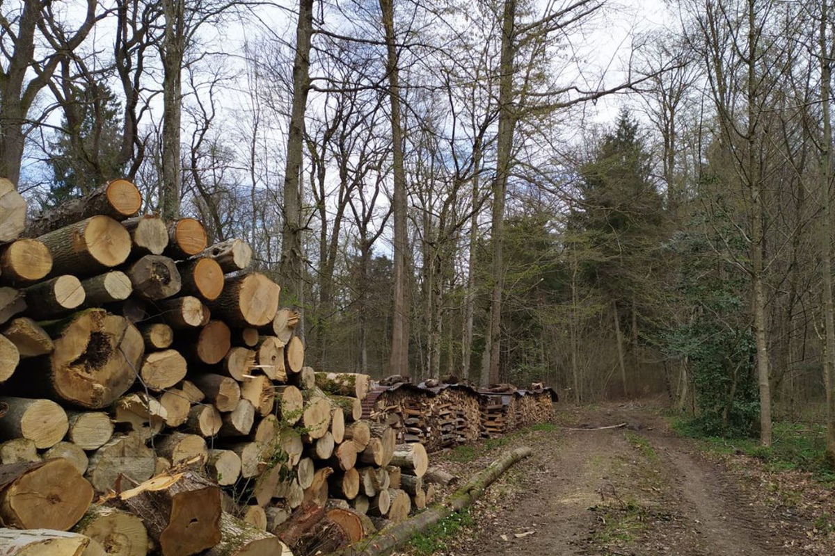 Giornata internazionale delle foreste, Alleanza Cooperative: “bene annuncio del nuovo inventario forestale nazionale”