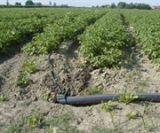 Giornata mondiale dell’acqua: l’ortofrutta in prima fila contro gli sprechi. Il progetto in&out