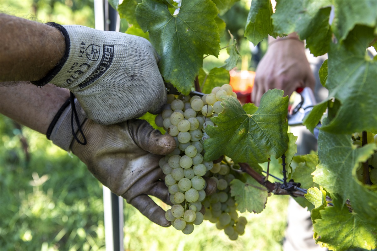 Vinitaly, cooperative di Italia Francia e Spagna: "Su sostenibilità impegno condiviso"