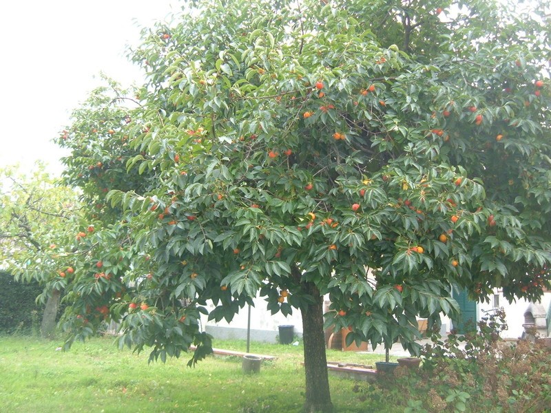 A Savignano sul Panaro l’albero sopravvissuto a Nagasaki