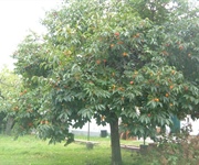 A Savignano sul Panaro l’albero sopravvissuto a Nagasaki