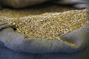 Grano duro, nel 2023 attesi oltre 4 mln di tonnellate, in aumento del 12% grazie a rese più alte