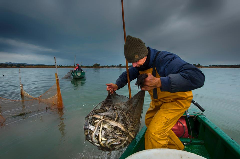 Pesca, a Orbetello un convegno sull'anguilla e il futuro della filiera