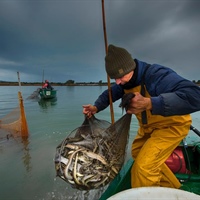 Pesca, a Orbetello un convegno sull'anguilla e il futuro della filiera