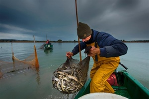 Pesca, a Orbetello un convegno sull'anguilla e il futuro della filiera