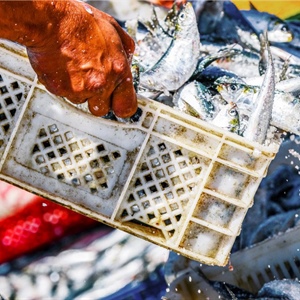 Piano d’Azione Ue sulla pesca: l’Alleanza delle Cooperative ribadisce il proprio no davanti al Parlamento italiano