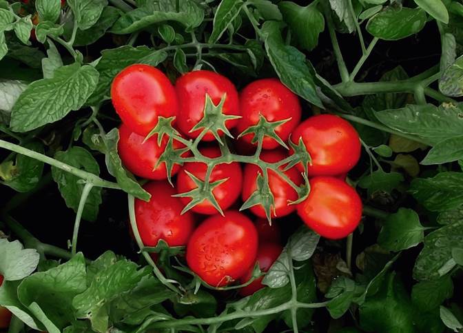 Quattro nuove varietà di pomodoro da industria resistenti a peronospora