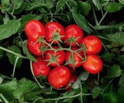 Quattro nuove varietà di pomodoro da industria resistenti a peronospora