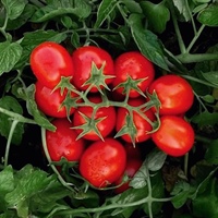 Quattro nuove varietà di pomodoro da industria resistenti a peronospora
