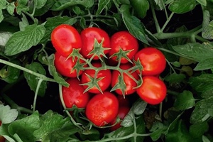 Quattro nuove varietà di pomodoro da industria resistenti a peronospora