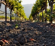 La viticoltura è essenziale in Europa
