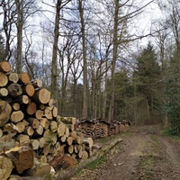 Legno, Confcooperative Fedagripesca: “Bene nascita del Cluster nazionale, fondamentale strategia forestale”