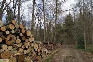 Legno, Confcooperative Fedagripesca: “Bene nascita del Cluster nazionale, fondamentale strategia forestale”