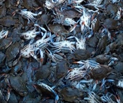 Pesca, Granchi blu invadono laguna Orbetello: “Chiediamo stato di emergenza”
