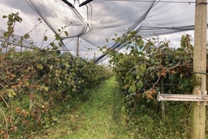 Maltempo, FedAgriPesca Fvg: la crisi climatica presenta il conto agli agricoltori